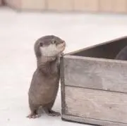 piの画像