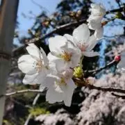 八薙の画像