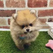 くりんの画像