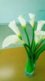 COLORの画像