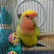 よっしーの画像
