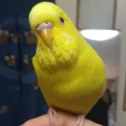 ポポ