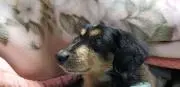 てて