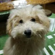 ヤス