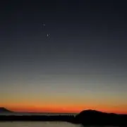 cobraの画像