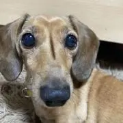 baileyken
