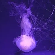 マヒルの画像