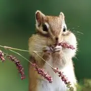 ナナミ