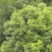 クルトンの画像