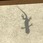 ワンコの画像