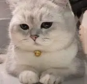 Heeの画像