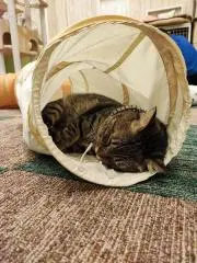 ハッピーの画像