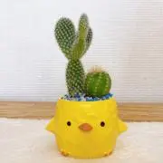 よんきち