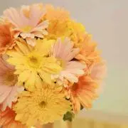 あぽろ⋆。˚✩(プロフ必読