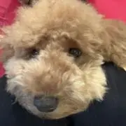 マリンちゃんの画像