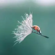 menoの画像