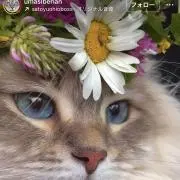 cocoの画像