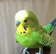 インコの画像