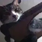 ゆでの画像