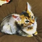 ニャロメ！