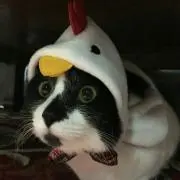 さとりん