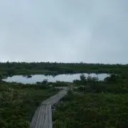 カズ