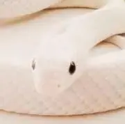 エルの画像
