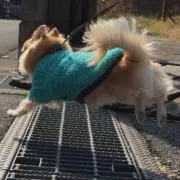 ちょむの画像