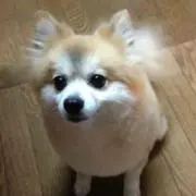よし