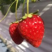 ジェイソン　週末値下げコンパクト発送の画像