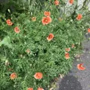 醤油倉庫の画像