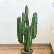 cactus34の画像