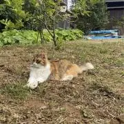 あの画像