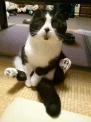 あごひげの画像