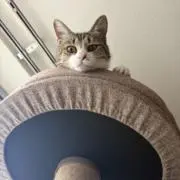 ずんの画像