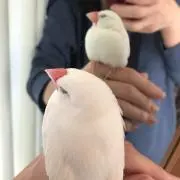 チップ