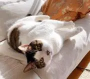 鉄雄の画像
