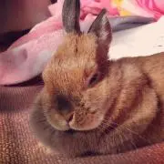 きなこもちの画像
