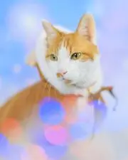 axcelk2の画像