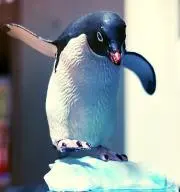 ペンギンさんの画像