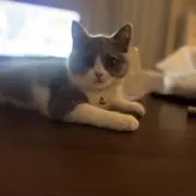 しょんの画像