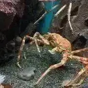 ふぃる