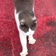 茶ぷの画像