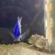 らむぼんの画像