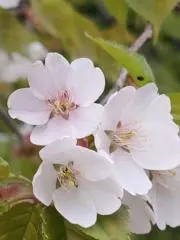 佐吉（さきち）の画像