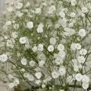 かすみの画像