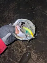 masa