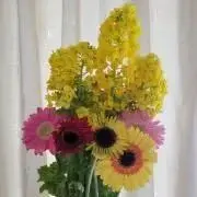 きなこの画像