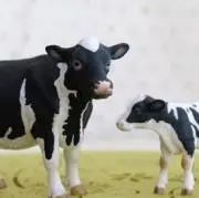 mow