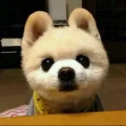 ポンの画像